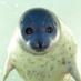 MMSEALS (@mm_seals) Twitter profile photo MMSEALS (@mm_seals) Twitter profile photo