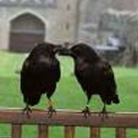 Allison Van Etten (@ravenscroftpr) 's Twitter Profile