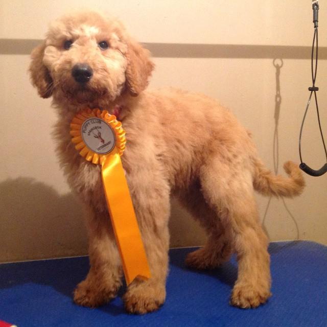 Dog Groomer in Boston, Lincolnshire, UK. Full grooms from just £20.  Call 07538 336780
