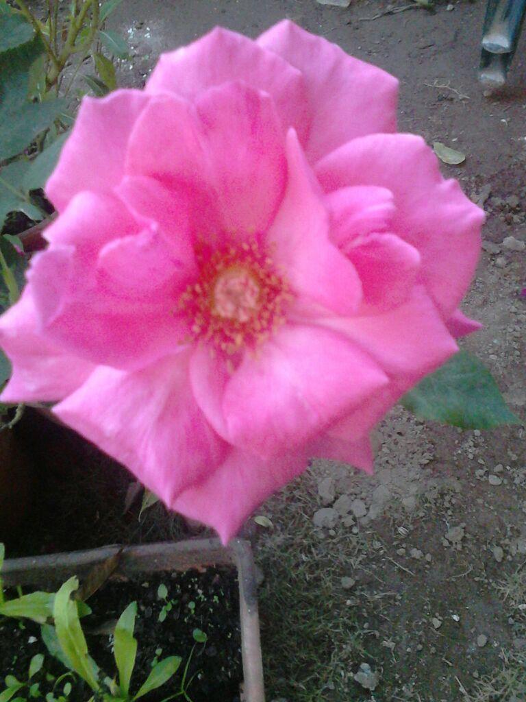 LdlcLetty's profile picture. 