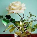 fatma deniz kuzucuk - @deniz_kuzucuk - Twitter