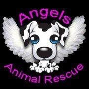 Non profit rescue, we save lives! Help us by fostering or adopting one of our dogs in need. Homechecks and adoption fees apply.