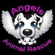 angel small paws dog rescue