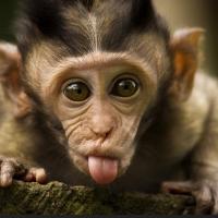 Nate Endres (@mymonkeyandme) Twitter profile photo