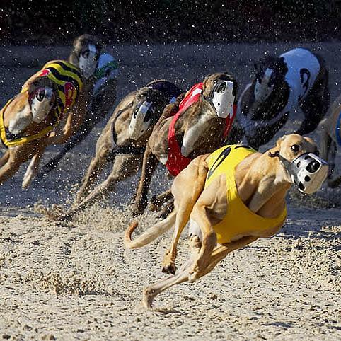 The excitement of live greyhound racing is at bestbet Orange Park. Thoroughbreds, greyhounds and jai alai across the country are simulcast on our big screens.