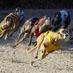 bestbet Orange Park (@bestbet_op) Twitter profile photo bestbet Orange Park (@bestbet_op) Twitter profile photo