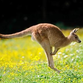 kangaroojack23's profile picture. A proud Aussie Kangaroo