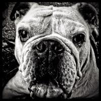 Malacara Press (@malacarapress) 's Twitter Profile Photo