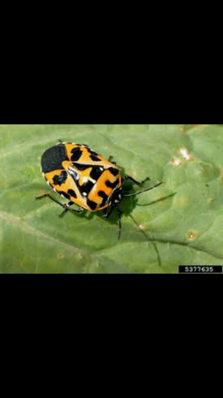 bugs rule