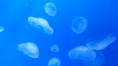 東京下町育ち。必要以上に命を粗末にする人たちには容赦なく怒る。東京大空襲を生き残った恩師の意志を継ぐ。戦争反対。「言葉」&「話し合い」の力を信じてる。社会福祉士。消えないトラウマがある😜限りない好奇心を持つが、面倒くさがりで、捻くれ者。