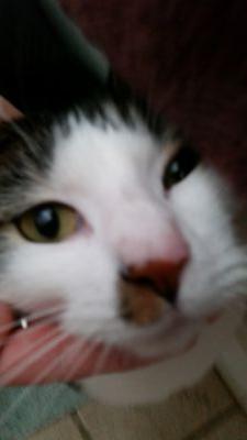 MiniCowReppin's profile picture. 