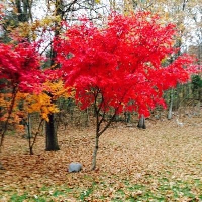 BethPersia's profile picture. 