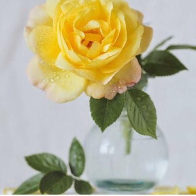 RoseAlashwal's profile picture. اللهم اجعل أبنائي وبناتي مباركين حيثما كانوا وجعلهم للمتقين  إماما