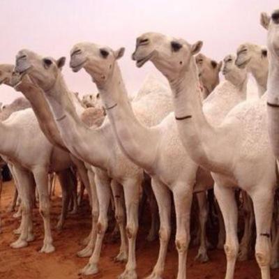 استغفر الله واتوب اليه سبحان الله وبحمده سبحان الله العظيم


( مهتم بالابل النوادر )