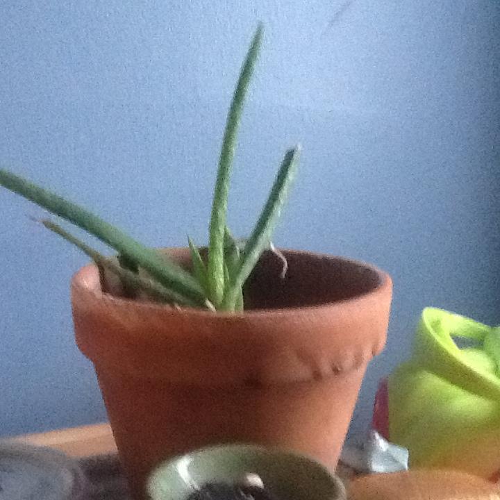 cascadianorte's profile picture. 