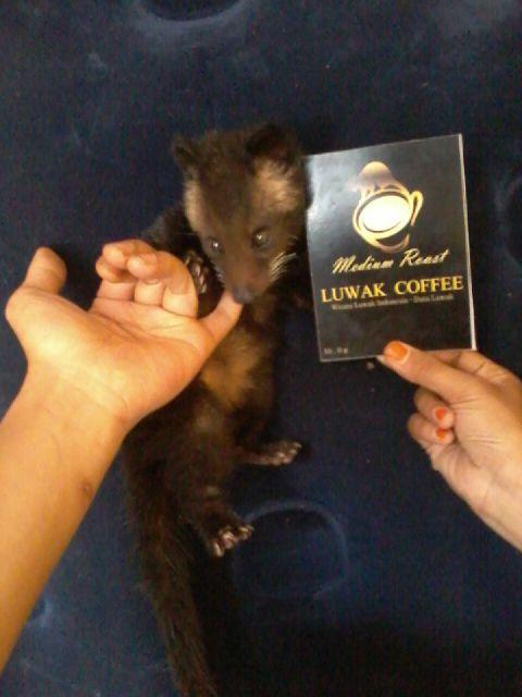 Produsen kopi luwak, kenikmatan exotis indonesia, dapatkan langsung dari sumbernya, wisata luwak indonesia.