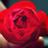 yuinhan's profile image