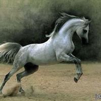 ابـــــوعـــــزوز (@qwertuiop234567) 's Twitter Profile