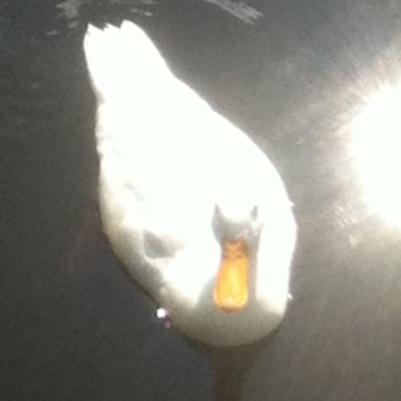Ik heb een profiel foto van een eend,
die eend noem ik KwakerDieKwakKwak 
vandaar mijn naam :D