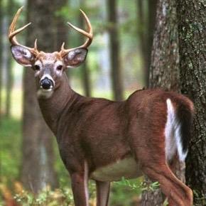 hunting and games... That's where it's at.