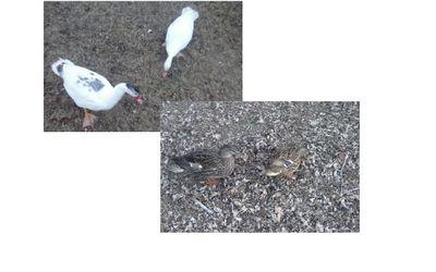 This Page is run by Glenn Clark. This is also the version for waterfowl. Follow @GlennClark6902!
