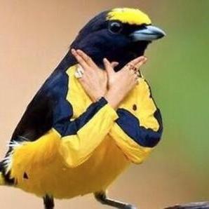 PronoZz's profile picture. j'suis ici pour te faire gagner de l'argent, pas de VIP ou j'sais pas quoi. jte donne des pronos tu paris tu gagne punto.