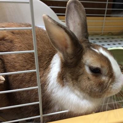 サイゲの犬垢と化した何か。