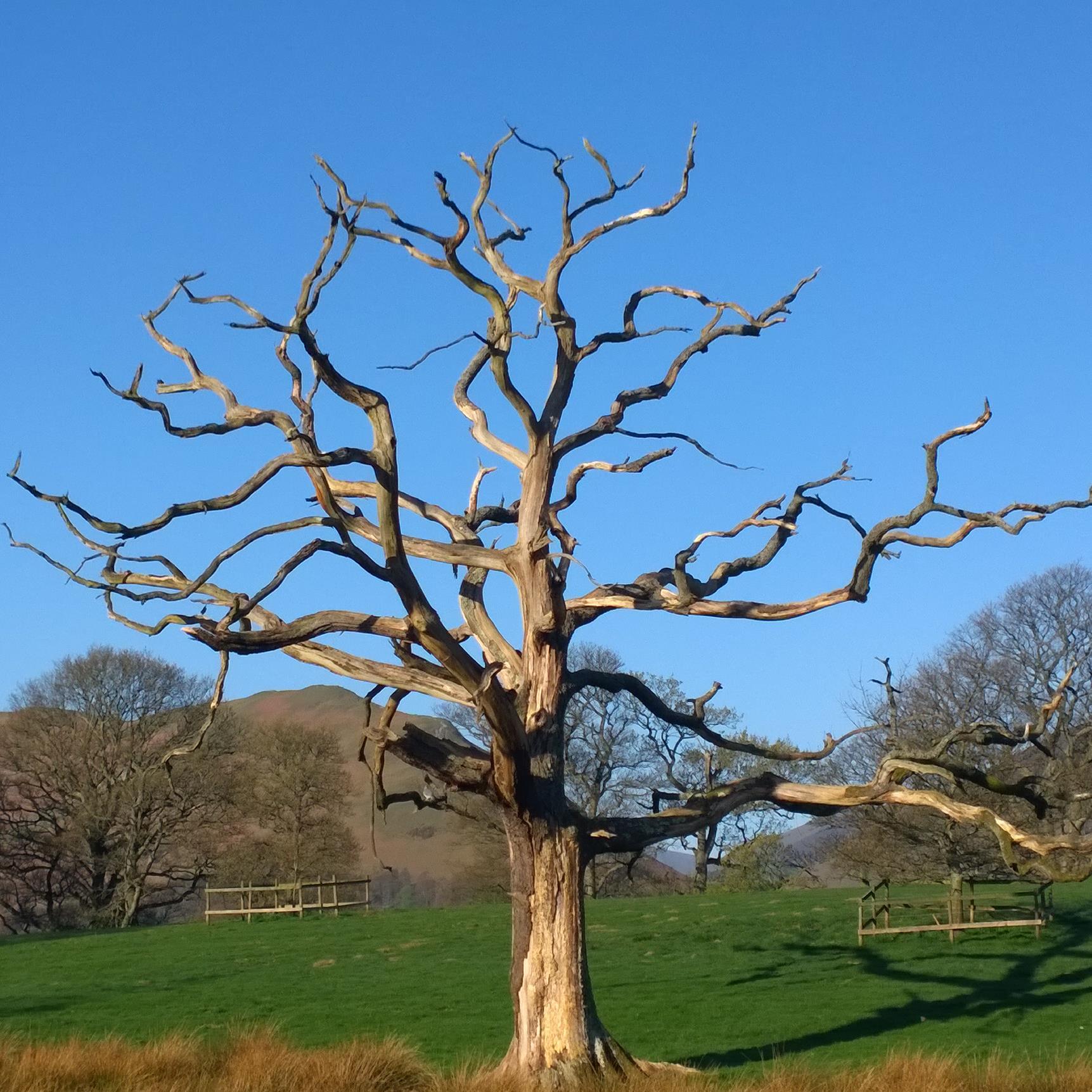 jefwal's profile picture. 