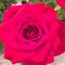 Bonnie Eubanks - @parisfancy - Twitter