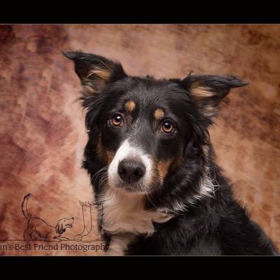 Dog Photographer and lover of our four pawed friends