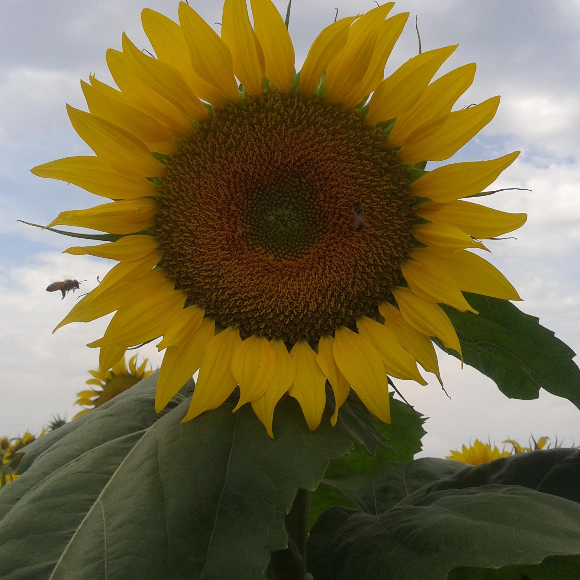 brad1949bruno's profile picture. 