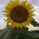 Bruno Mantovani - @brad1949bruno - Twitter