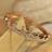 ibko56's profile image
