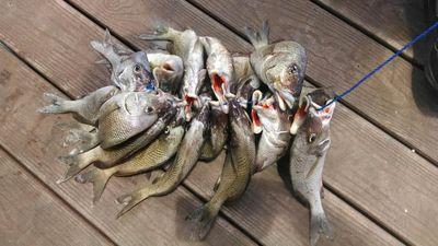 Hunting, fishing, football