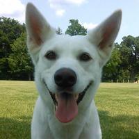 Sheba the Dog(@Sheba_the_Diva) 's Twitter Profile Photo