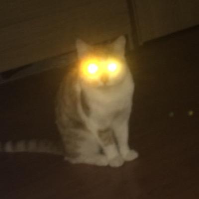@ReaconArtistry's cat my bff is @JackTheCEO