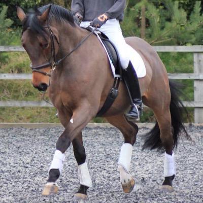 GreyStudLivery's profile picture. 