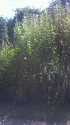 hoples087's profile picture. go now so i can live