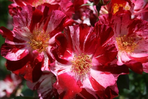 MorcomToranado's profile picture. Saving the word one rootstock at a time