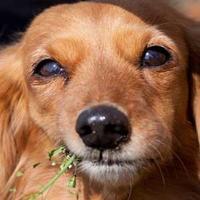 ぽちろぐ (@pochilog) 's Twitter Profile