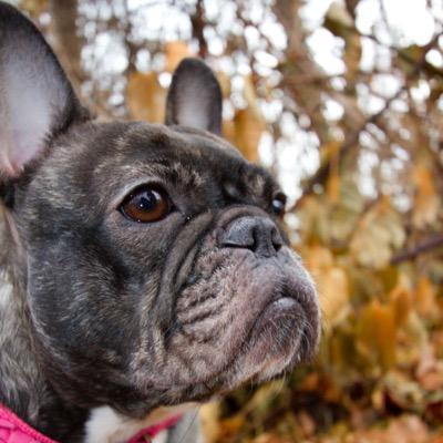 -Roxy the Frenchbulldog 
-DOB-12/27/12