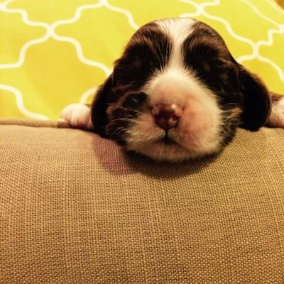 If you wanna send a pic, slide in the DM's. 
It can be anonymous or not, just hit us up & tell us. #Yolo #FBGM #SwagPups