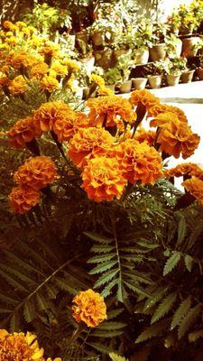 sneha_maharjan's profile picture. today got me like...