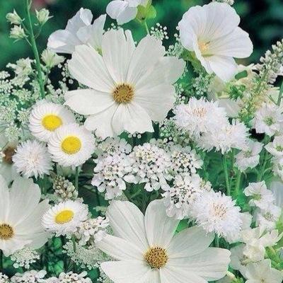 استغفر الله لي ولكم
فولو مي @shaza_aldoha