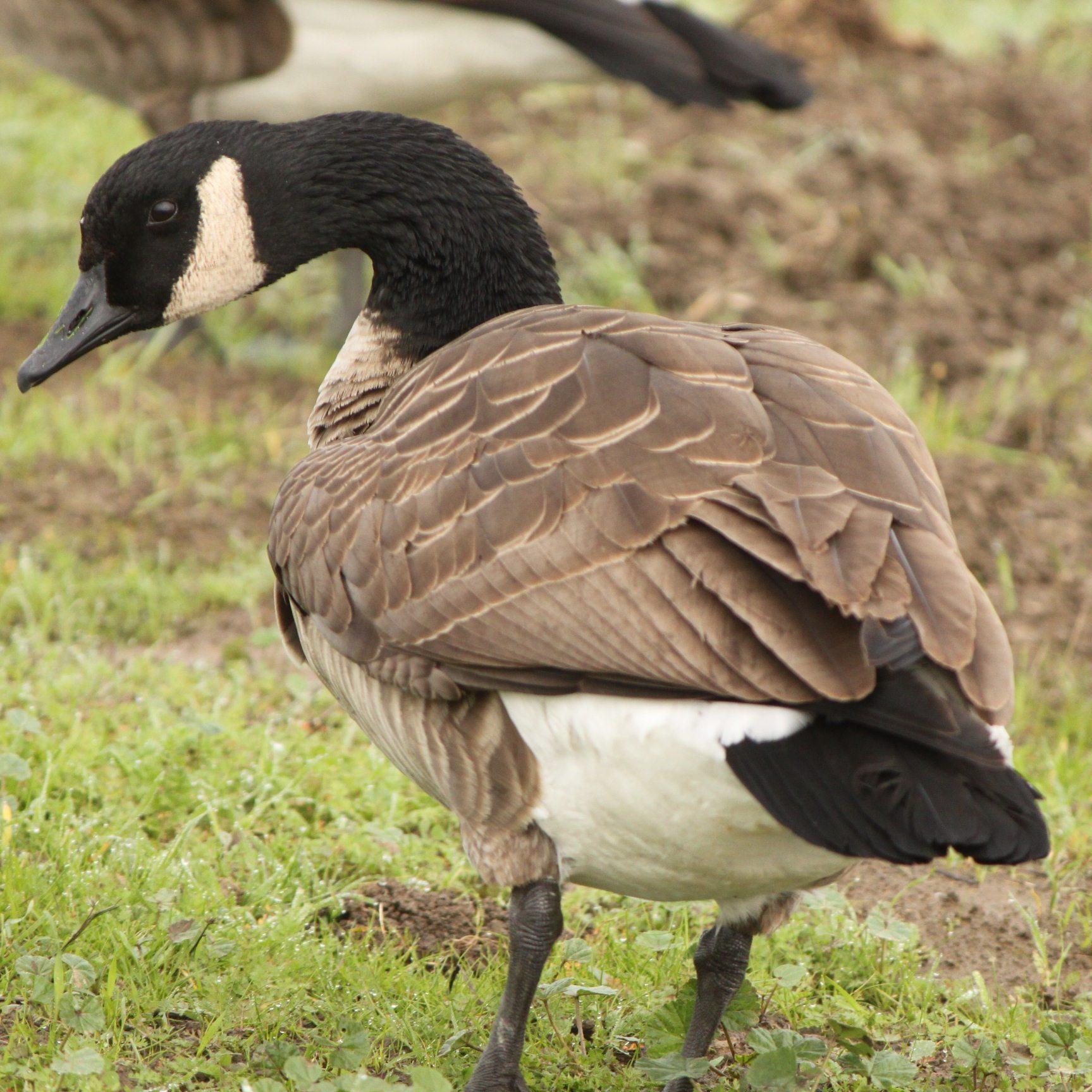 friend_goose's profile picture. I am a goose on twitter.