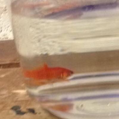 ChebTheFish's profile picture. gorey u19s senior rugby team and gcs SCT