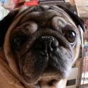 ぱぐ (@01pug) Twitter