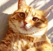 BalconyPets's profile picture. Animal lover, creator of a revolutionary new pet door for apartments, homes, travelers, or anyone who needs a lightweight portable pet door.