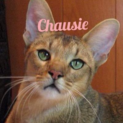 Yo I play Xbox 360 my GamerTag is :Chausie 
I play advanced warfare I'm down for 6 mans