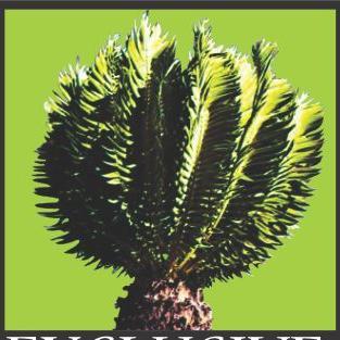 Exclusive Cycads trade, import and export rare and endangered cycads to and from any where in the world.